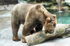 image of brown_bear