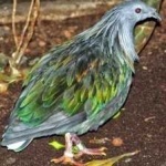 image of bird