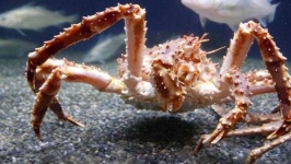 image of crab