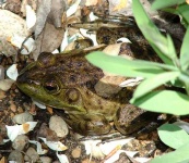 image of bullfrog