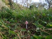 image of mushrooms