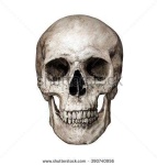 image of skull