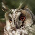 image of bird