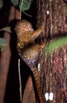 image of marmoset