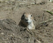 image of marmot