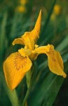 image of yellow_iris #26