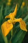 image of flower