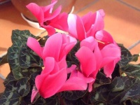 image of flower