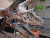 image of triceratops