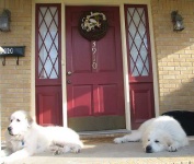 image of great_pyrenees