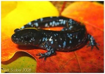 image of spotted_salamander