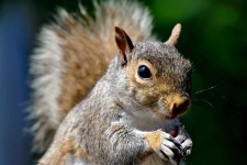 image of animal