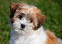 image of teddy_bear