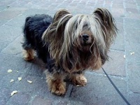 image of silky_terrier #6