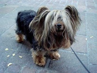 image of silky_terrier