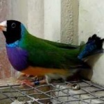 image of bird