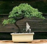 image of tree