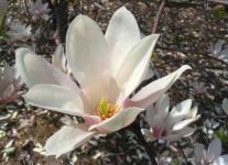 image of flower