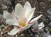 image of magnolia #14