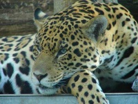 image of jaguar_car
