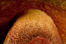 image of mushrooms