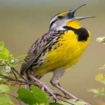 image of bird