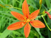 image of flower