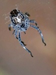 image of animal