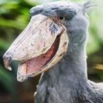 image of bird
