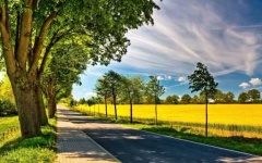 image of sunny