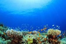 image of reef