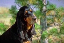 image of black_and_tan_coonhound