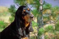 image of black_and_tan_coonhound #19