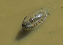 image of water_snake