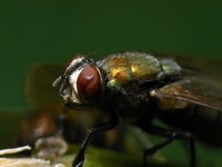 image of fly #18