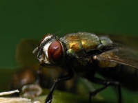 image of fly