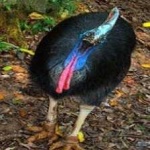image of bird