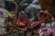 image of animal