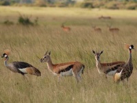 image of gazelle