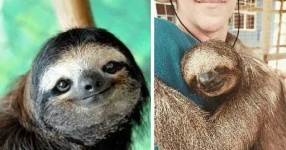 image of sloth