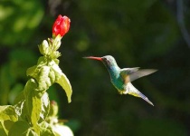 image of hummingbird