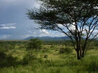 image of savanna