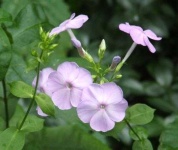 image of flower