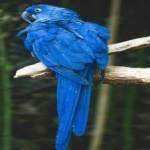 image of lears_macaw #34