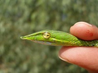 image of vine_snake