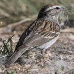 image of bird