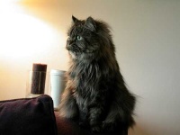 image of persian_cat #10