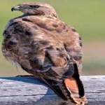 image of bird