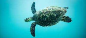 image of animal