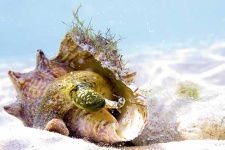 image of conch